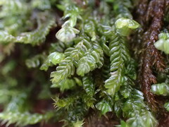 Plagiochila porelloides