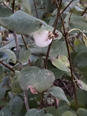 Symphoricarpos albus