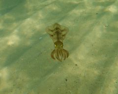 Sepioteuthis australis