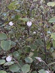 Symphoricarpos albus