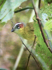 Basileuterus delattrii