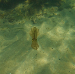 Sepioteuthis australis