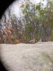 Metriopelia melanoptera