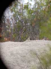 Metriopelia melanoptera