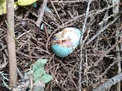 Turdus philomelos clarkei