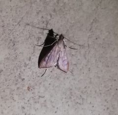 Antigastra catalaunalis