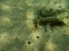 Sepioteuthis australis