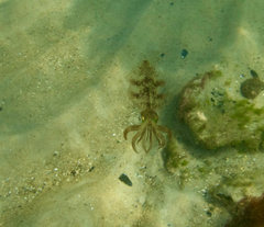 Sepioteuthis australis