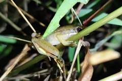 Chalcorana chalconota