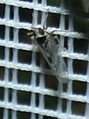 Laodelphax striatella