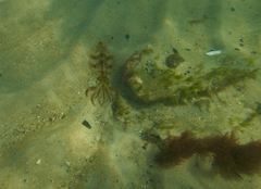 Sepioteuthis australis