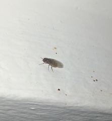 Drosophila repleta
