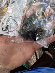 Lithobates catesbeianus