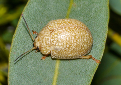 Paropsis wilsoni
