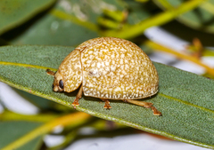 Paropsis wilsoni