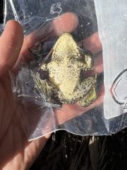 Lithobates catesbeianus