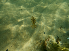 Sepioteuthis australis