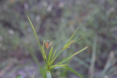 Rhynchospora corniculata