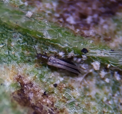 Thrips tabaci
