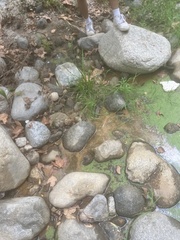 Poa annua