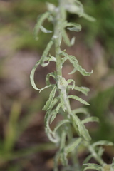 Pseudognaphalium inornatum