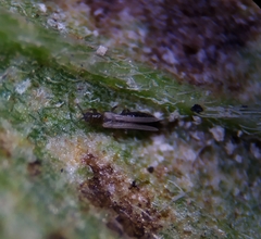 Thrips tabaci