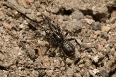 Gnaphosidae