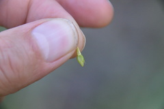 Rhynchospora corniculata