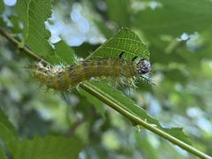 Ormiscodes amphimone