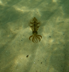 Sepioteuthis australis