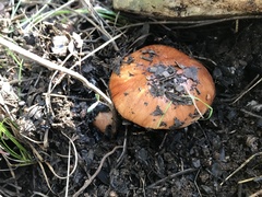 Tricholoma fracticum