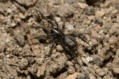 Gnaphosidae