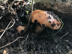 Tricholoma fracticum