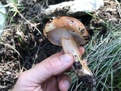 Tricholoma fracticum