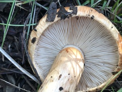 Tricholoma fracticum