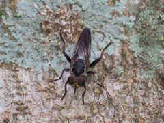 Laphriini