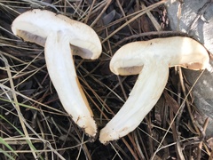Tricholoma fracticum
