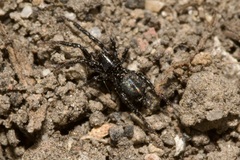 Gnaphosidae