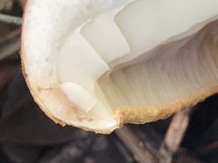 Tricholoma fracticum