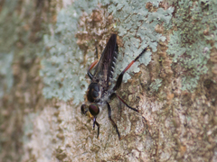 Laphriini