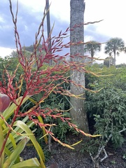 Aechmea blanchetiana