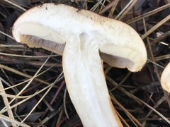 Tricholoma fracticum