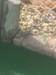 Leiocephalus carinatus