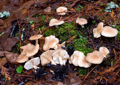 Rhodocybe nuciolens