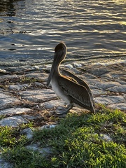 Pelecanus occidentalis