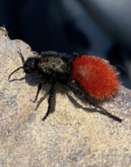 Dasymutilla magnifica