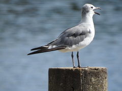 Leucophaeus atricilla