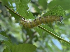 Ormiscodes amphimone