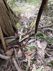 Cryptostylis leptochila