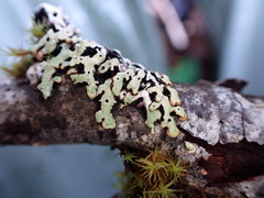Menegazzia